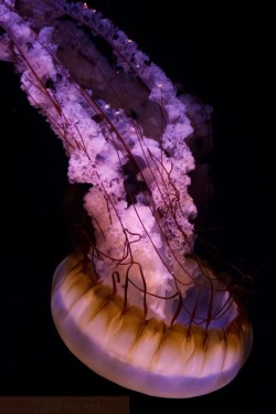 socialfoto:  From Another World Sea Nettle by AaronGilcrease 