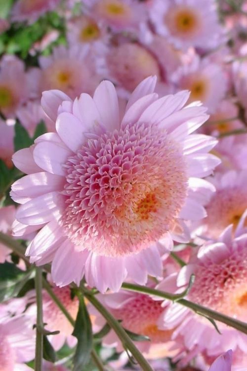 flowersgardenlove: Pink Mums Beautiful gorgeous pretty flowers