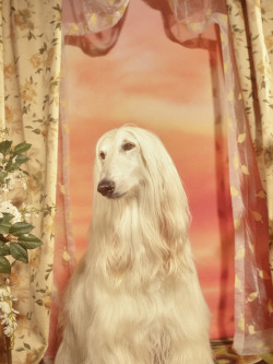 midnight-charm: Gucci celebrates the year of the dog Photography by Petra Collins Art Director: Christopher Simmonds 