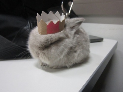 theclownstar:king of the mini buns