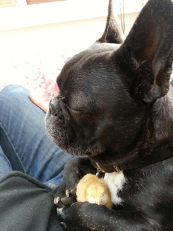 tastefullyoffensive:  Chillin’ with his peep. (via 100clicks)