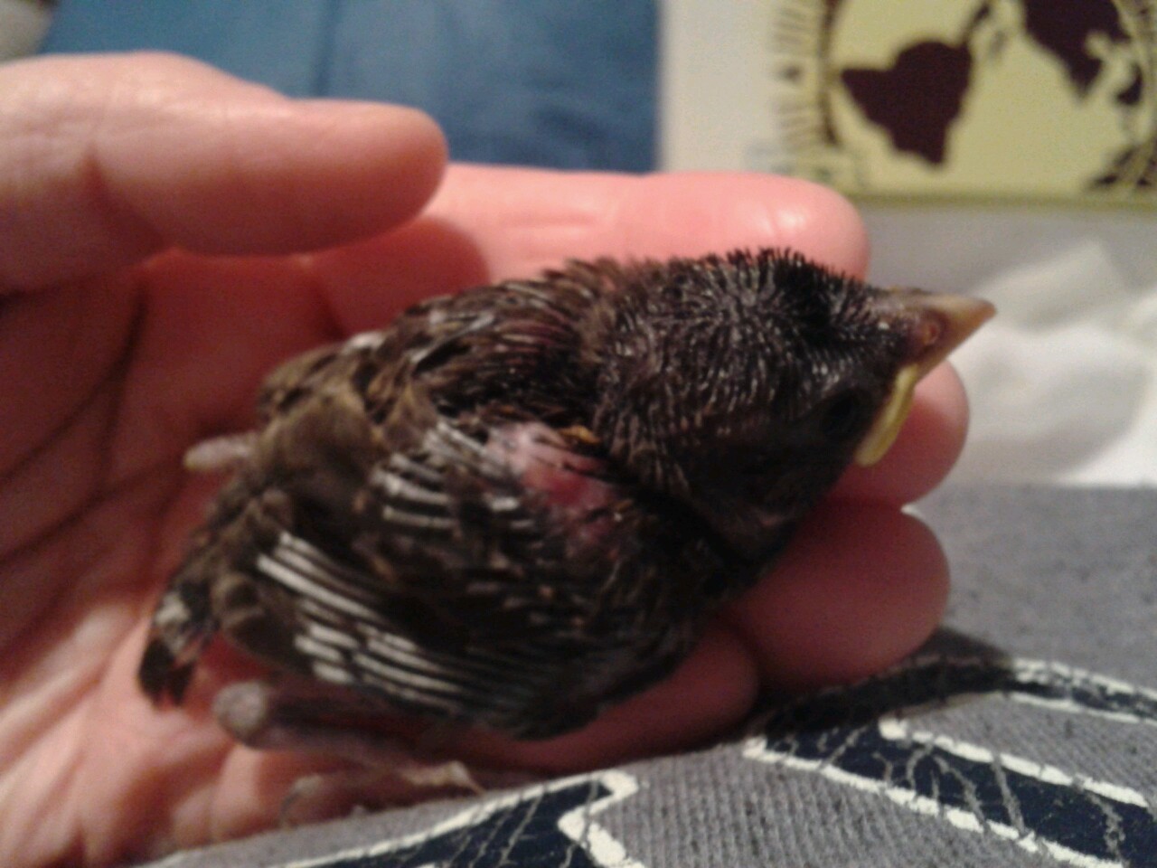 kazzythegreat:  Our little baby sparrow, from the day we took him in to about two