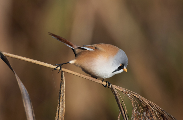 thegunlady:TIL that the Audubon Society has released official statements on the difference between a “bird”, a “birb”, and a “borb”, featuring such gems as: 