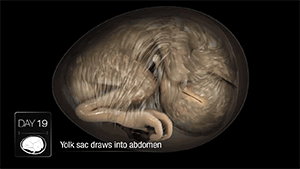 zerostatereflex:  Chicken Embryo Development in 21 Days This is amazing.    