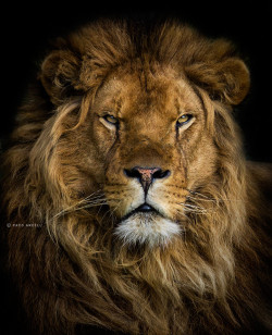 Bendhur   llbwwb:  (via 500px / The Lion