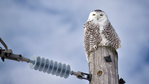 mothernaturenetwork: Snowy owls shot and killed at JFK airportThe Port Authority recently ordered wo