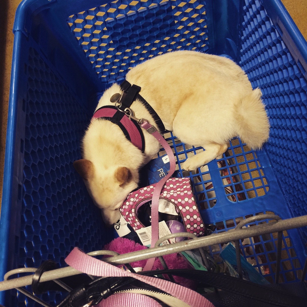 alicekitty:  Luna and I had fun shopping 💕