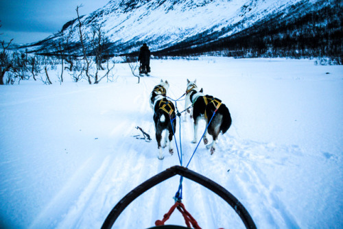 worldstreetjournal:Husky sledding in Tromsø, Norway in the Blue HourIn January, the sun rises for al