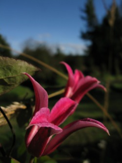 Clematis 💖