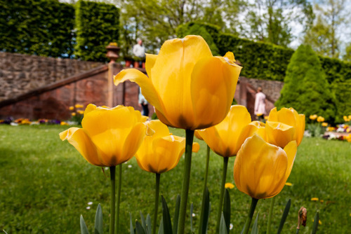 Not the Netherlands.Tulips in the park of Castle Lichtenwalde, 2018.