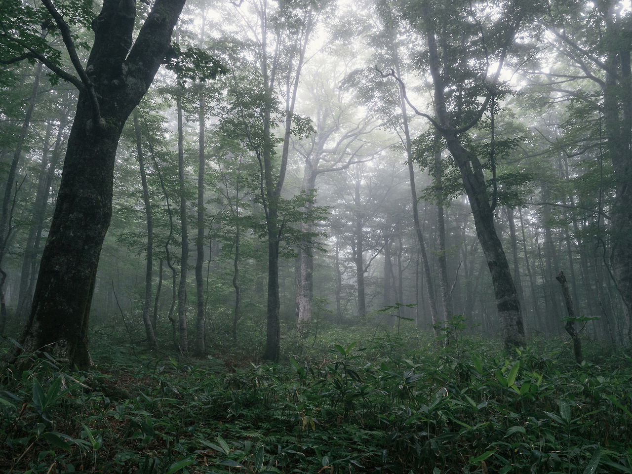 90377:  Aomori forest, Japan by Sho Shibata   