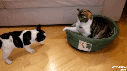 gifsboom:  French Bulldog Puppy Tries to Reclaim Bed From Cat. video 