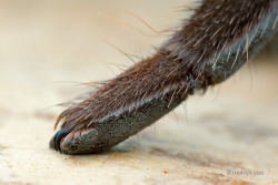 tarantulacuties:  lokuzt:  Claws of a Tarantula by melvynyeo       Most beautiful spide paw  