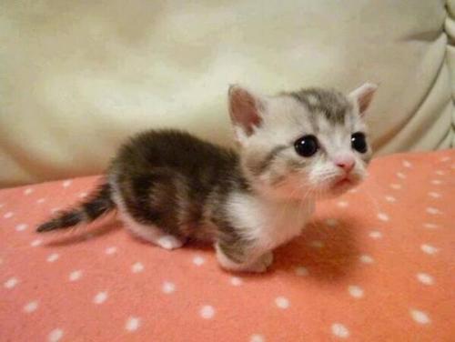 dinohunter-rawr:  It’s a baby kitty!!!!  d'aww