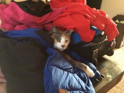 cute-overload:  Rearranging my coat closet and I came back to this lady making a home in the pile.http://cute-overload.tumblr.com