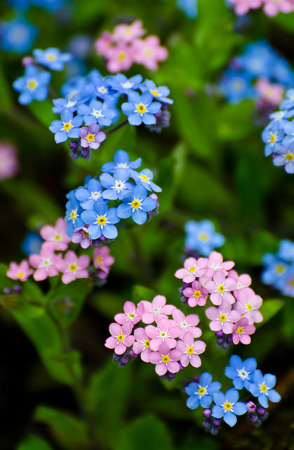 atraversso:Wood forget-me-not / Myosotis sylvatica by stoplamek on Flickr.