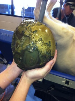 Believe it or not, this is an enterolith, or a pearl like structure removed from the intestine of a horse.