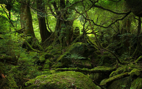 swampnymphs:yakushima forest by alain werner