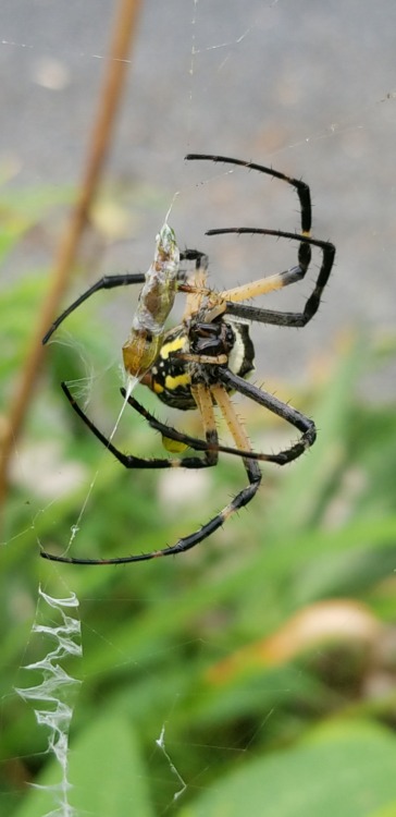 Our local mother-to-be enjoying a meal. She’s a zigzag spider! Isn’t she beautiful? She’s been guard