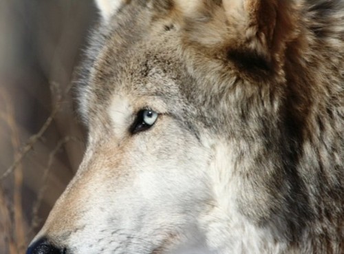 What Colors Can Wolves' Eyes Have? I Tried To Look...