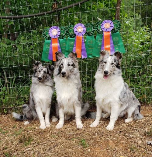 justslowdown:Photo credit to Claire Apple, shared with permissionMy co-own puppy Kiwi in the middle,