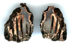 bacteriia:    Copper replacement agate  