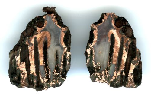 bacteriia:Copper replacement agate