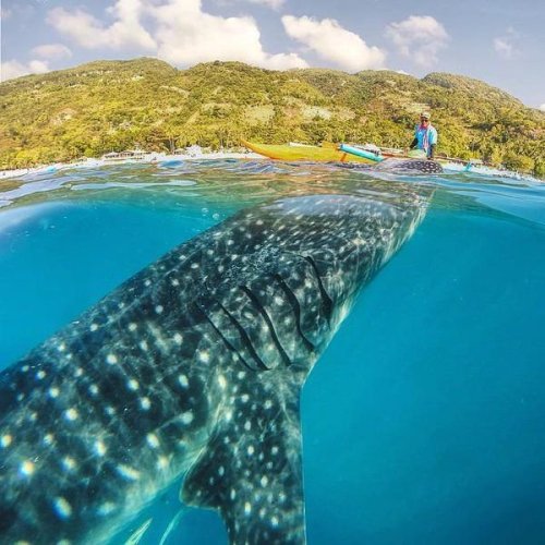Curious whale shark breaking the surface in the Philippines.