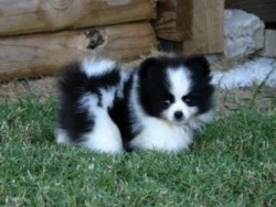 extraneousredux:  A Pomeranian and a Husky combine and they call it a Pomsky. As babies, they look like adorable marshmallows with eyes. As adults, they look like Husky puppies. OMG. 