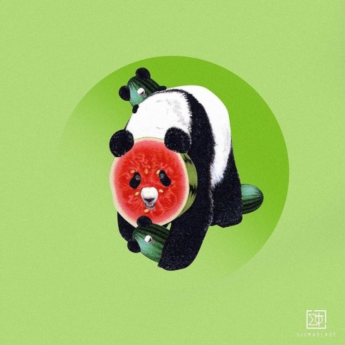 Melon Panda.#radarplz #collageart #collage #digitalcollage #art #design #artwork #collagecollectiv