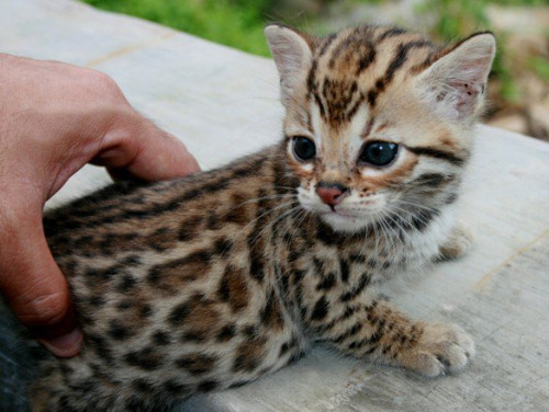 thebabyanimals