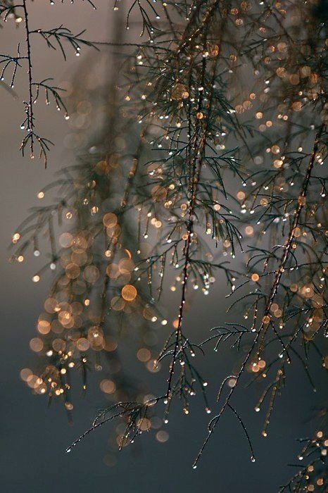 xxxeternityforeverxxx:  ❄🌲❄ on We Heart It. http://weheartit.com/entry/89246536