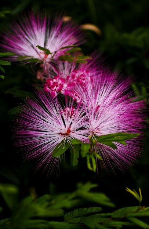 flowersgardenlove:  Chronicles of a Love Beautiful gorgeous pretty flowers 