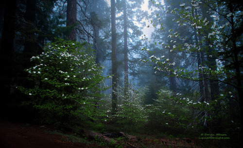 Dogwoods - Sequoia National Park by Darvin Atkeson on Flickr.