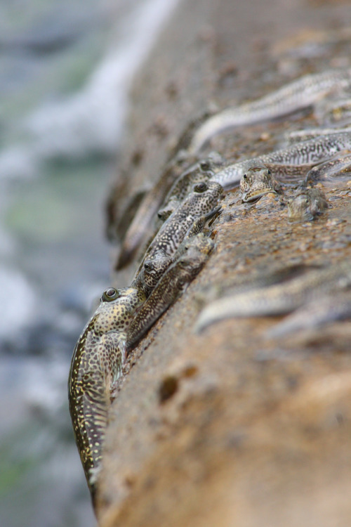 ichthyologist:The Amphibious MudskipperThe mudskipper is quite active out of water, using their pect