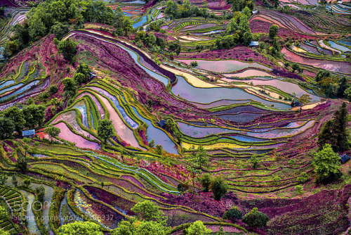 yuangyang rice terraces by enryba