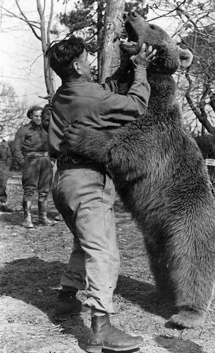 congenitaldisease:  In Iran in 1943, a group of Polish soldiers found and adopted an orphaned brown bear cub whose mother had been shot and killed by hunters. They gave him the name   Wojtek, meaning “joyful warrior.” When   Wojtek  was first rescued,