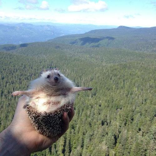 catsbeaversandducks:  Meet Biddy, The Travelling Hedgehog Those of us who want to travel but do not have the time or the money finally have a solution – we can travel in spirit together with Biddy the hedgehog, a little guy on Instagram whose travel