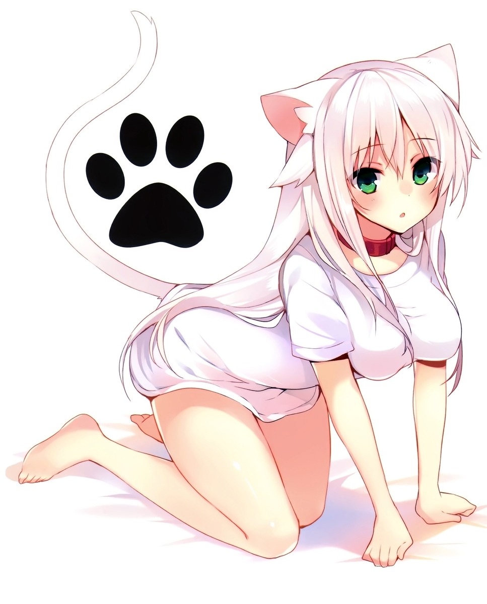 Sexy catgirls and stuff