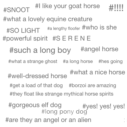 faunlord:  not a lot makes me happier than the tags on borzoi videos 