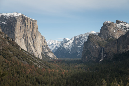 Yosemite National Park: Snowshoeing with a Bobcat