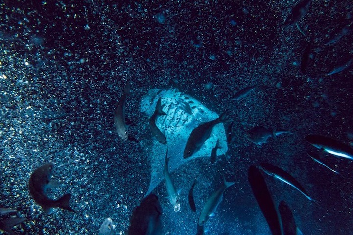 mymodernmet:  Portland-based photographer Mako Miyamoto ventured underwater to capture