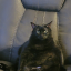 mollyatolives