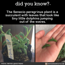 did-you-know:  The Senecio peregrinus plant