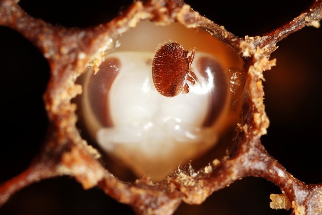 Bloodsucking mite threatens UK honey bees
This is an image of a Varroa mite in a beehive.
Scientists have discovered how this bloodsucking parasite has transformed Deformed Wing Virus (DWV) into one of the biggest threats facing UK...