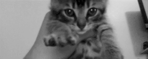 Cat gif spam post