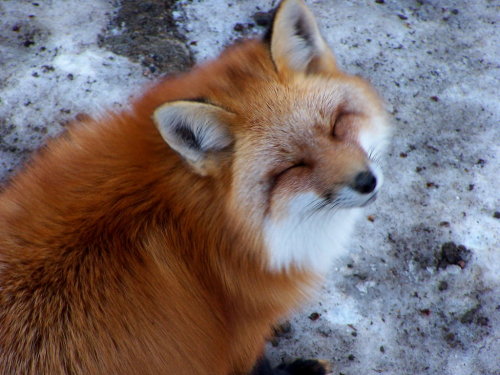 seananmcguire:vaeyla:gabzgirl:walkingfoxiest:a post where I explain with images how foxes are the be