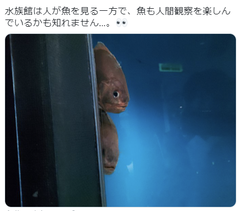 highlandvalley:  https://twitter.com/YUMEUMI27/status/1464215076919910405When you gaze into the aquarium、the aquarium gazes into you.