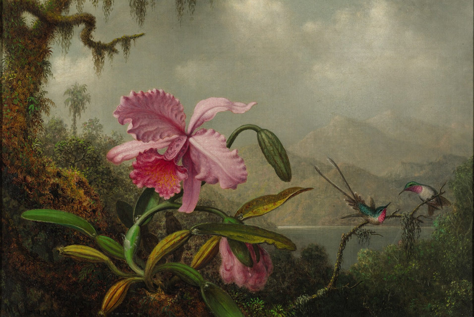 lonequixote: Martin Johnson Heade   Orchids and Hummingbirds   (via @lonequixote)