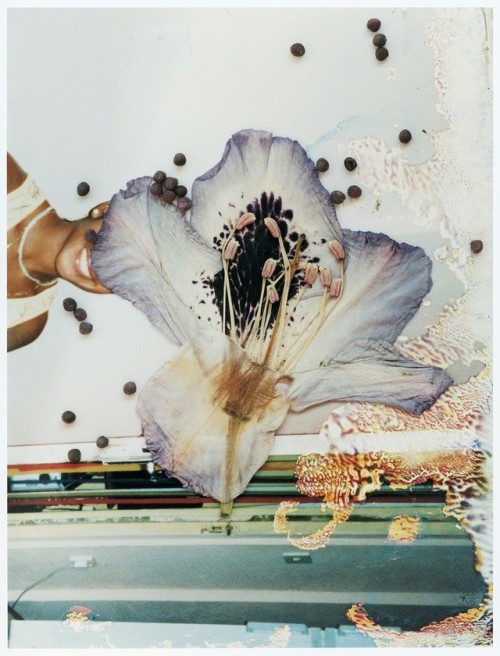 arpeggia: Stephen GIll - Hackney Flowers, 2004-2007